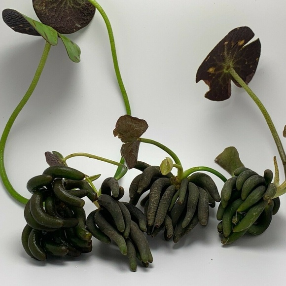 FishyBusinessAquaticSupply Other - Lot of 4 Banana Plant Nymphoides Aquatica Plant